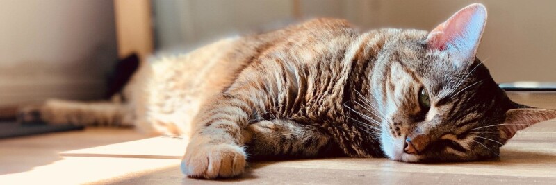 Sad cat representing editing bar in PDFPen